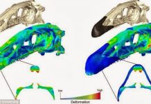Functional Importance of Dinosaur Beaks Illuminated