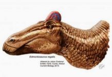 Surprise: Duck-Billed Dinosaurs Had Fleshy ‘Cocks Comb’