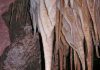 A living desert underground
