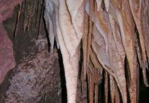 A living desert underground