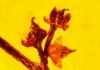 Amber Fossil Reveals Ancient Reproduction in Flowering Plants