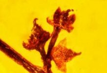 Amber Fossil Reveals Ancient Reproduction in Flowering Plants