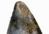 First Dinosaurs Identified from Saudi Arabia