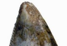 First Dinosaurs Identified from Saudi Arabia