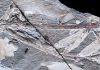 Iconic Australasian Trees Found as Fossils in South America