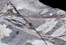 Iconic Australasian Trees Found as Fossils in South America