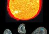 Interplanetary Dust Particles Could Deliver Water and Organics to Jump-Start Life On Earth