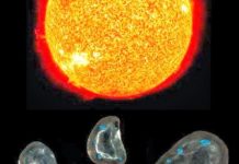 Interplanetary Dust Particles Could Deliver Water and Organics to Jump-Start Life On Earth