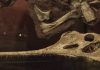 Researchers Uncover New Species of Prehistoric Reptile