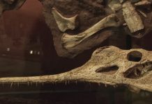 Researchers Uncover New Species of Prehistoric Reptile