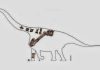 Dinosaur fossils from China help researchers describe new ‘Titan’
