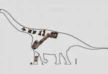Dinosaur fossils from China help researchers describe new ‘Titan’