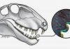 ‘Steak-knife’ teeth reveal ecology of oldest land predators