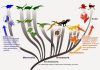 Revision to rules for color in dinosaurs suggests connection between color and physiology