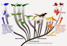 Revision to rules for color in dinosaurs suggests connection between color and physiology