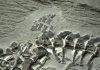 Ancient reptile birth preserved in fossil: Ichthyosaur fossil may show oldest live reptilian birth