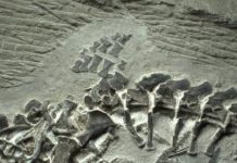 Ancient reptile birth preserved in fossil: Ichthyosaur fossil may show oldest live reptilian birth