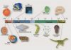 Oldest bit of crust firms up idea of cool early earth