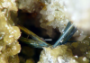 Emplectite