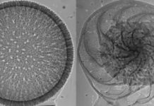 Seashells provide million-year-old weather report