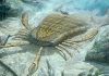 End-Permian extinction happened in 60,000 years—much faster than earlier estimates, study says