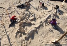 Chile’s stunning fossil whale graveyard explained