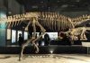 Dinosaur-killing impact acidified oceans: study