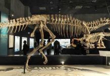 Dinosaur-killing impact acidified oceans: study
