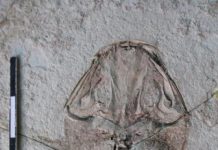 Prequel outshines the original: Exceptional fossils of 160-million-year-old doahugou biota