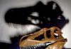 New dinosaur found in Portugal, largest terrestrial predator from Europe