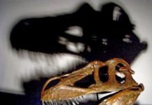 New dinosaur found in Portugal, largest terrestrial predator from Europe