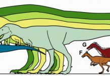 Dinosaur skull may reveal T. rex’s smaller cousin from the north