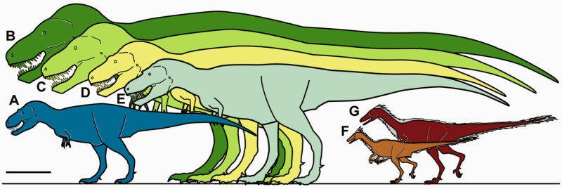 Newly discovered, primitive cousins of T. rex shed light on the