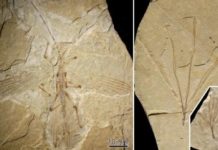 Fossils of earliest stick insect to mimic plants discovered