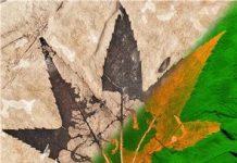 Million suns shed light on fossilized plant