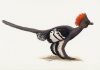 Pigment or bacteria? Researchers re-examine the idea of ‘color’ in fossil feathers