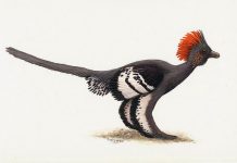 Pigment or bacteria? Researchers re-examine the idea of ‘color’ in fossil feathers