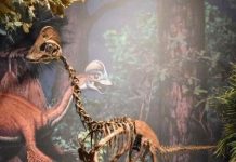 Nearly complete ‘chicken from hell,’ from mysterious dinosaur group