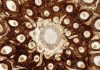 Unique chromosomes preserved in Swedish fossil