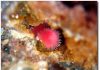 Erythrite