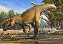 Five-tonne dinosaur species discovered