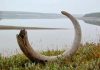 Woolly mammoths died for want of a few herbs