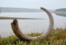 Woolly mammoths died for want of a few herbs