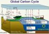 Ocean food web is key in the global carbon cycle