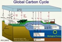 Ocean food web is key in the global carbon cycle