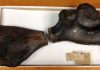 Paleontologists assemble giant turtle bone from fossil discoveries made centuries apart
