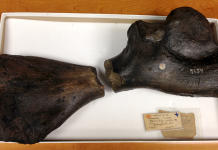 Paleontologists assemble giant turtle bone from fossil discoveries made centuries apart