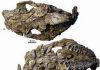 New fossil find: Precursor of European rhinos found in Vietnam