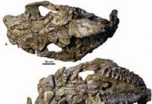 New fossil find: Precursor of European rhinos found in Vietnam
