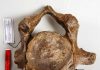 Inbreeding in woolly mammoths: Neck rib provide clues about decline and eventual extinction